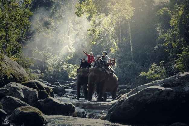 ÉLÉPHANTS ET JUNGLES TROPICALES (voiture, guide)