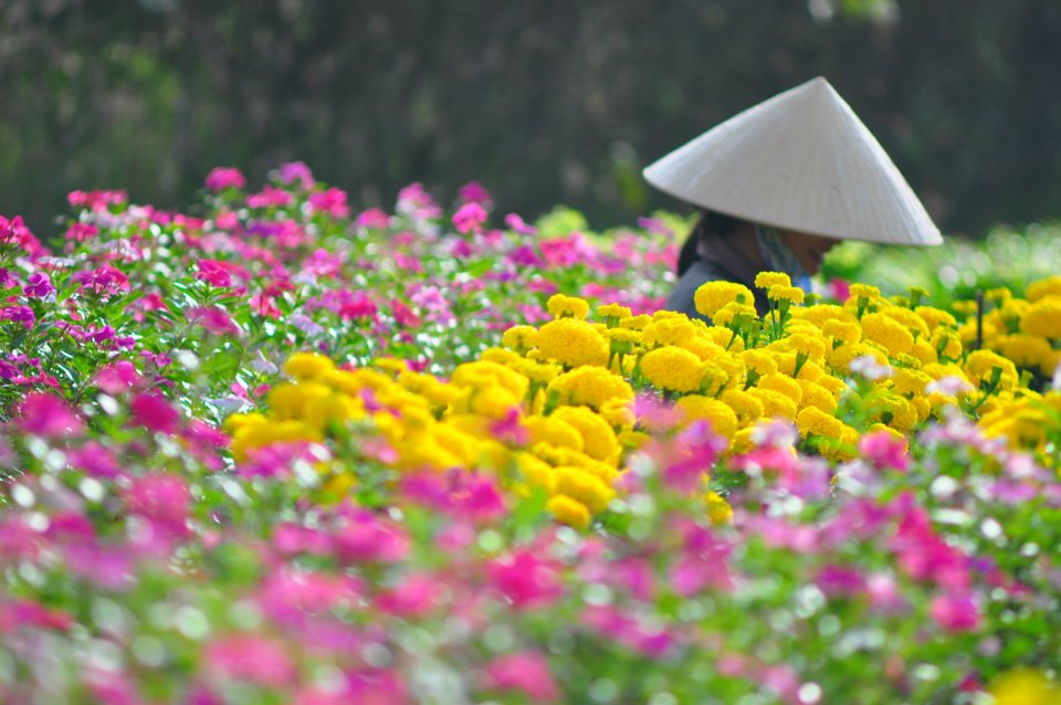 Làng Hoa Vạn Thành Khoe Sắc Hương