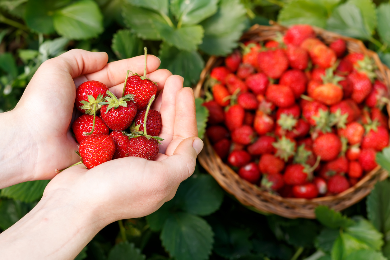 Fresh Strawberries Closeup. Girl Holding Strawberry In Hands On Background Basket With Berries
