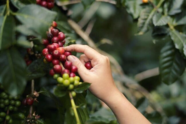 Thu Hoach Ca Phe Arabica O Lam Dong 1 650x433