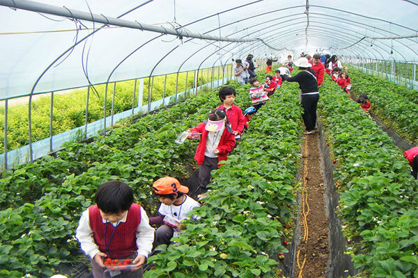 Vuon Dau Da Lat