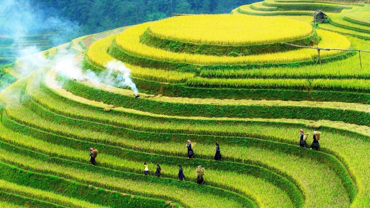 Visit Terraces In Nam Cang 1